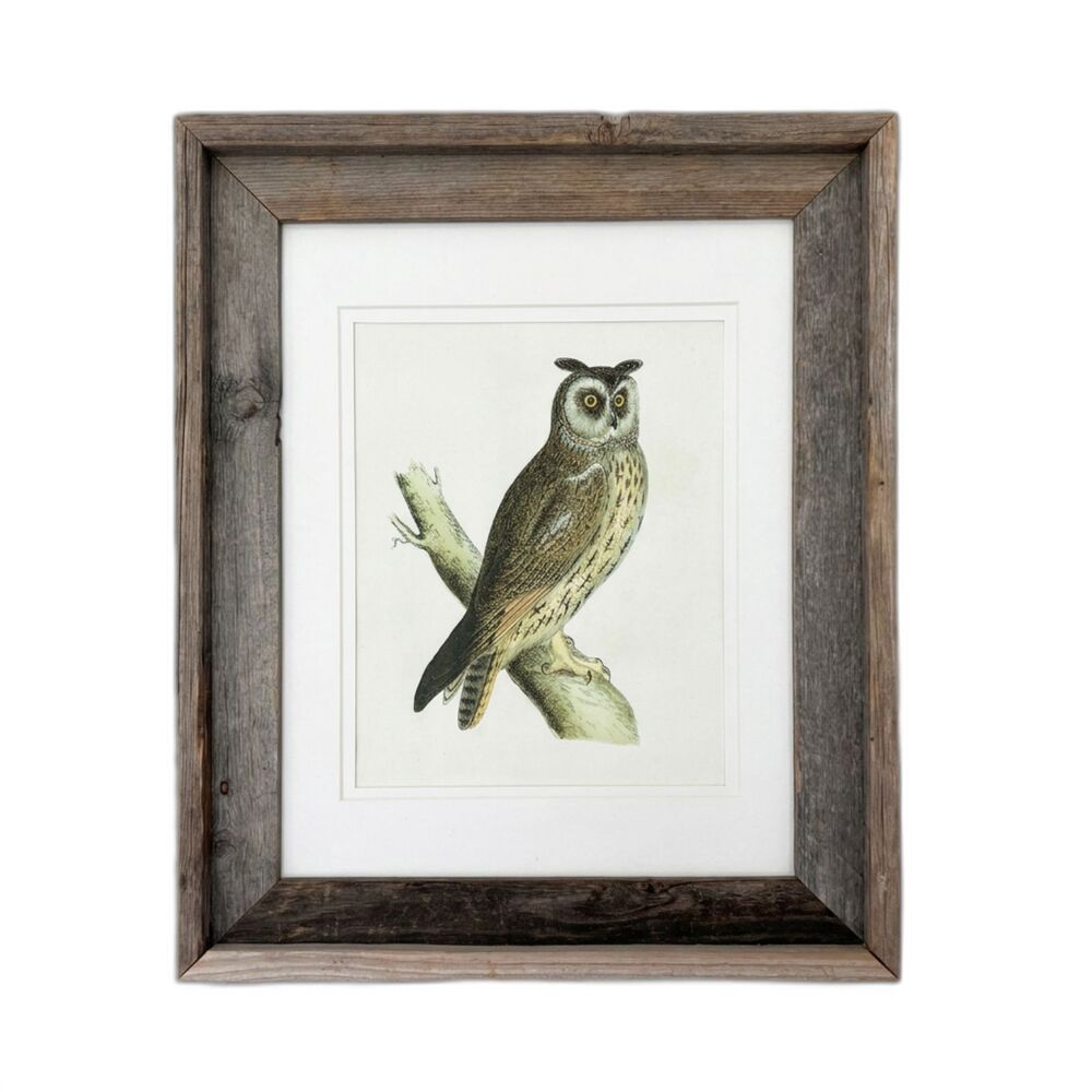 1821 Antique Prideaux John Selby Long-Eared Owl Woodcut Drawing Wood Framed Art
